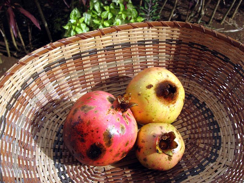pomegranates_IMG_0443 Pomegranates.