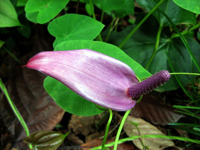 purple_anthurium_IMG_0418 Now for some flowers.  The file names identify them.  This one was part of the Sisserou Falls landscape.  We never before saw an anthurium in this color.