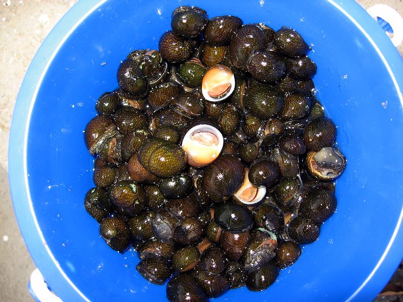 vieux_IMG_0411 These are vieux, or river snails.  They make great fritters or soup.  Just boil them out of their shells.