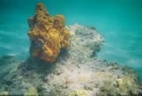 514600-R1-15-13A_016 Underwater at Secret Beach, a sponge.