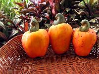 cashew_plums Shown upside-down, these are cashews.  The nut grows in the pod outside of the 