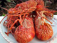 lobsters_IMG_0574
