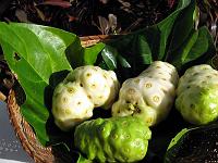 noni_IMG_0447 Noni fruit isn't good-tasting, but is made into a health drink.  The leaves make a health tea.  The Caribs call noni the 