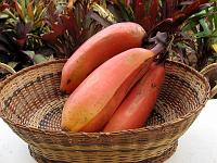 red_bananas_IMG_0558 Now some edible goodies.  Red bananas are huge and sweet-tasting.