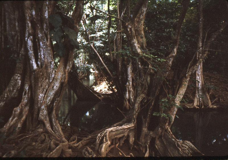 Untitled-Scanned-42 On our way up the Indian River.