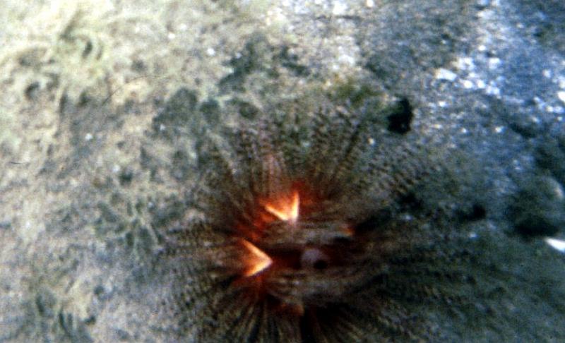 11 A feathered sea urcin reflects the flash.