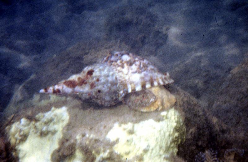 14 This is my friend Laurence, the Whelk.