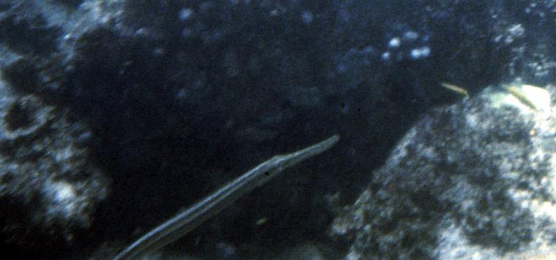 27 Pipe fish