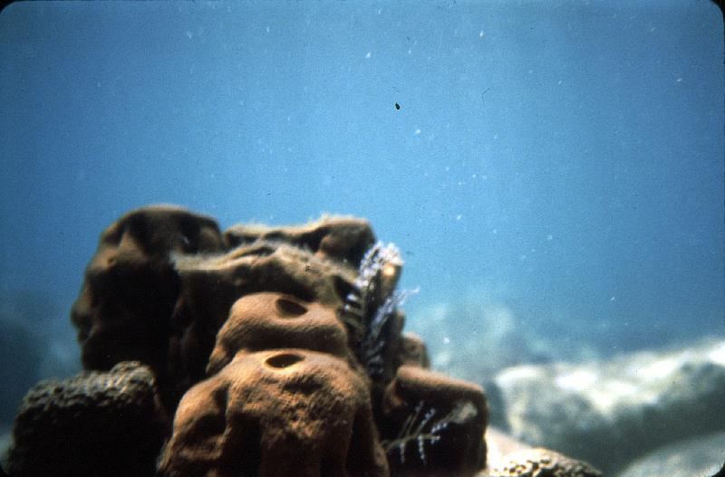 28 Those aren't red rocks, they're sponges.