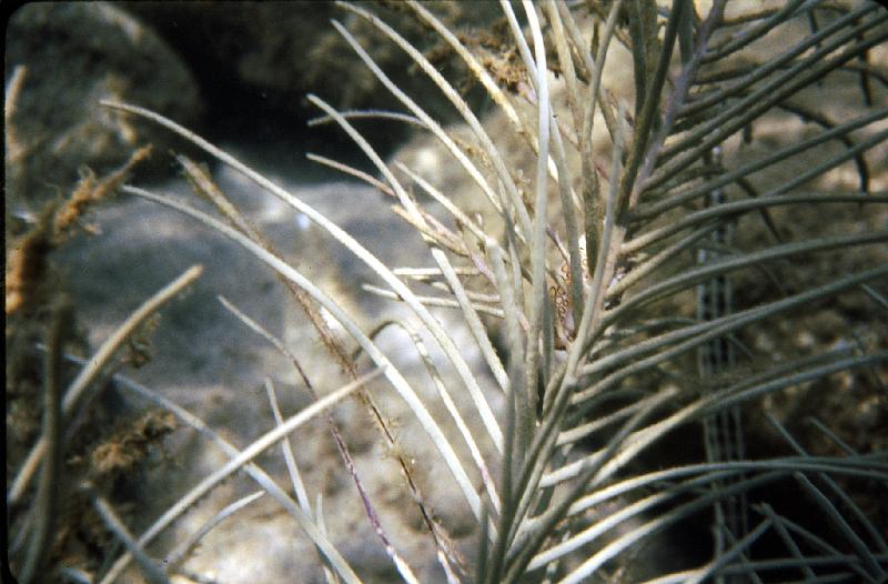 29 Seaweed closeup