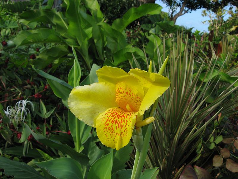IMG_0022 Canna, or the Canna Lily, a cultivar 
style=