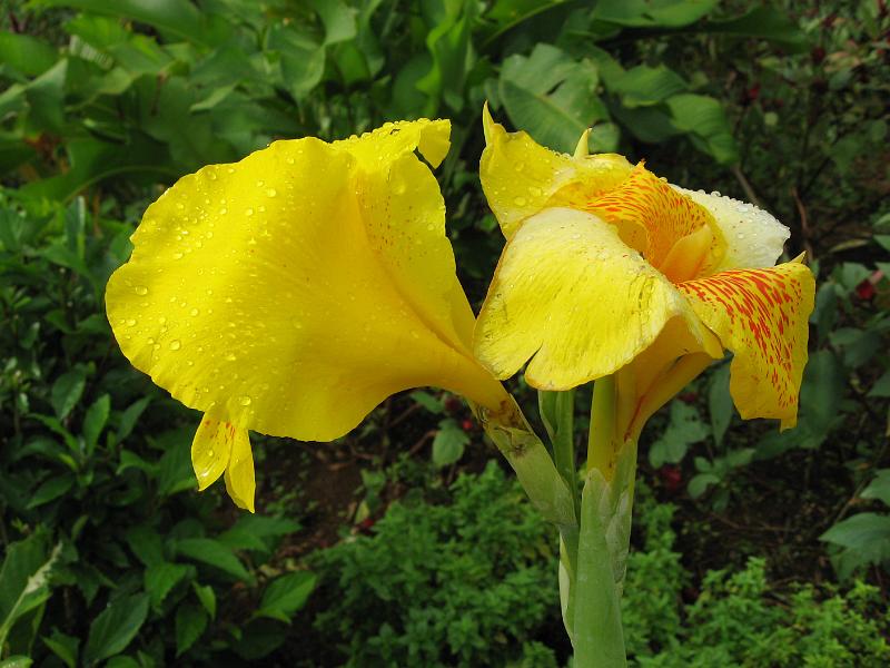 IMG_0040 Canna