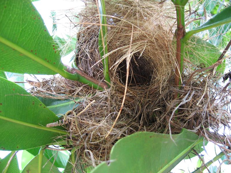 IMG_0076 Weaver bird's nest. The entrance is at the bottom, so this photo is looking up (note the bottom sides of the leaves).