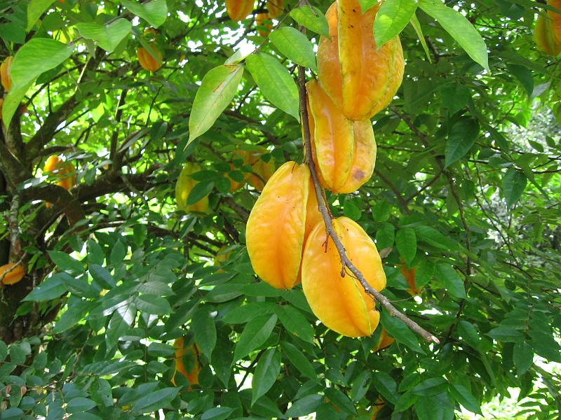 IMG_0077 Karambola, or star fruit.