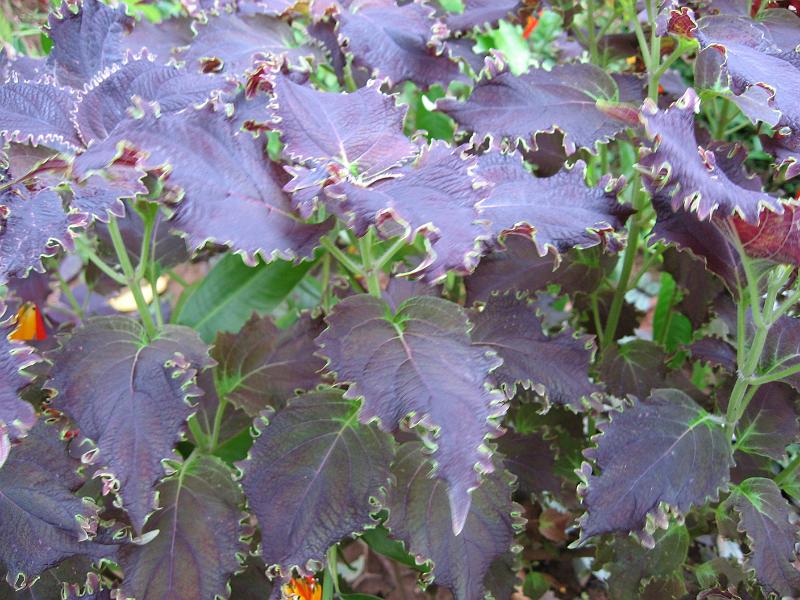 IMG_0103 Plectranthus scutellarioides = Coleus blumei - usually just called coleus.
