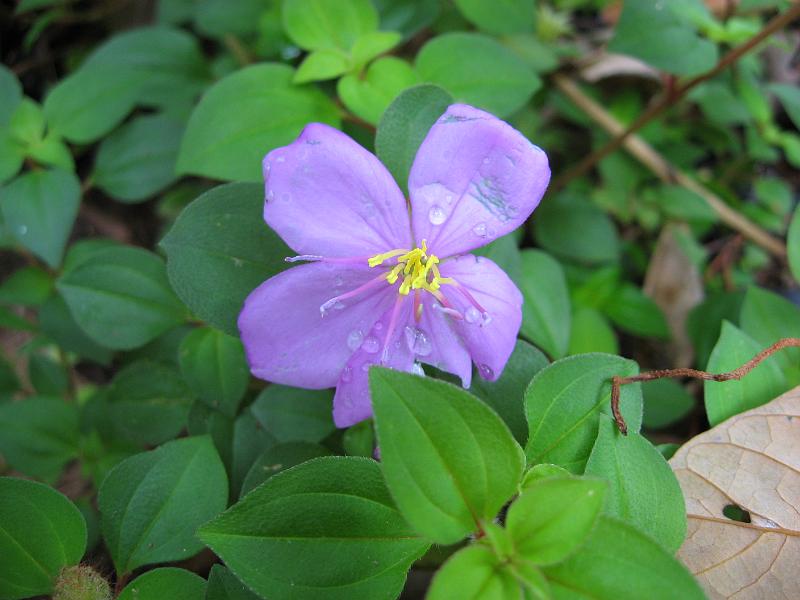 IMG_0104 A melastome, maybe a Tibouchina.