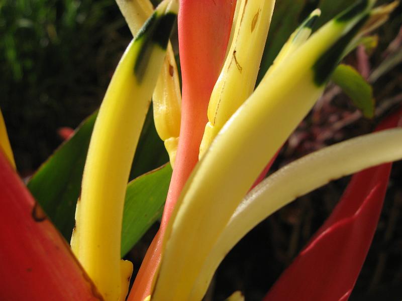 IMG_0120 Yellow Heliconia - maybe Heliconia psittacina var.