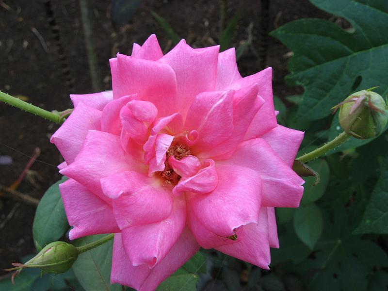 IMG_0132 Rose.