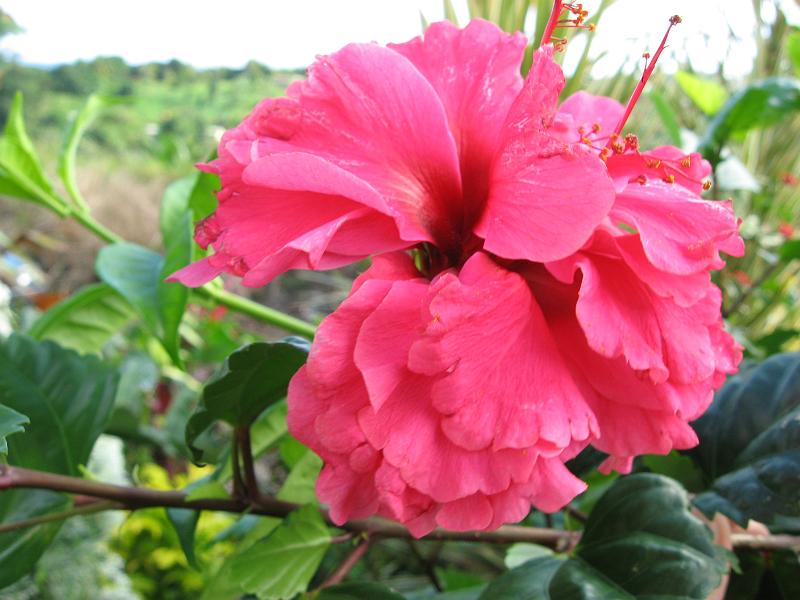 IMG_0269 Hibiscus sinensis - Chinese hibiscus.