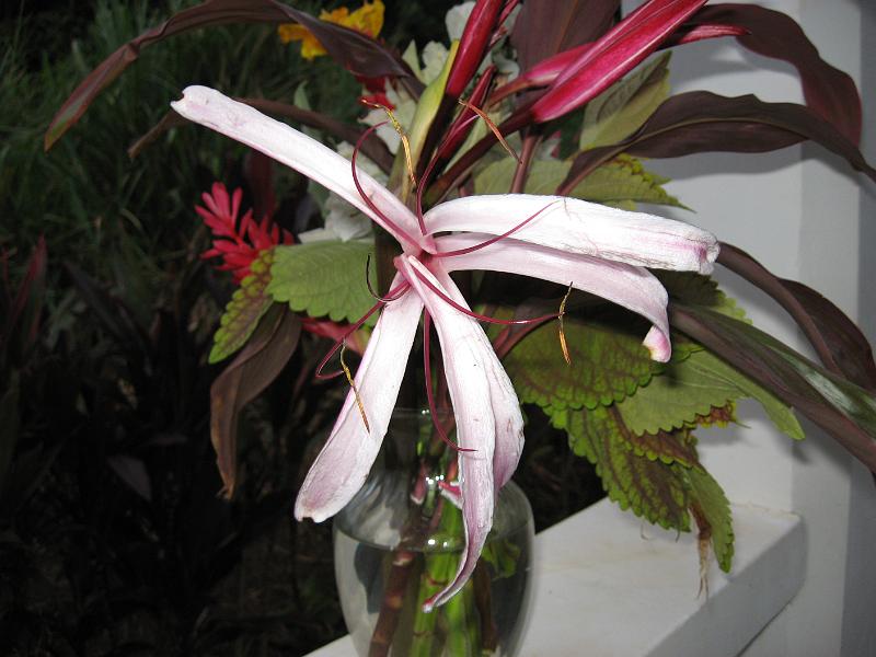IMG_0283 One of the Crinum lilies, closer to Amaryllis than a lily; cultivar.