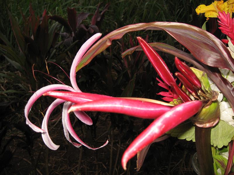 IMG_0284 Crinum lily.