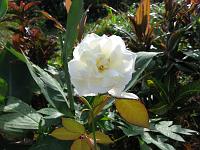 IMG_0021 rose. A common cultivar. A cultivar is a cultivated plant that has received a name under the International Code of Nomenclature for Cultivated Plants (the ICNCP, commonly known as the 
