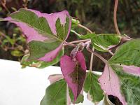 IMG_0023 Ornamental sweet potato - Ipomoea batatas - purple margins, variegated.