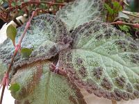 IMG_0024 Probably Episcia 'acajou', a gesneriad, usually has red flowers.