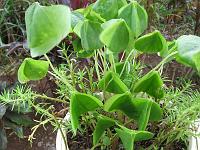 IMG_0026 An Oxalis - common cultivar.