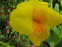 IMG_0039 Canna