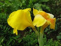 IMG_0040 Canna