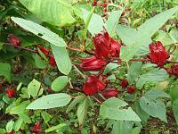 IMG_0041 Sorrel is Hibiscus sabdariffa; the bracts are used to make a holiday beverage. In botany, a bract is a modified or specialized leaf, from the axil of which a flower or flower stalk arises; or a bract may be any leaf associated with an inflorescence. Usually bracts are green and resemble the other leaves. However, some bracts are brightly colored and serve the function of attracting pollinators, either in concert with or instead of the tepals. An excellent example of this latter type of bract occurs in the Poinsettia plant. In a general sense, tepals are elements of the perianth, or outer part, of a flower, such as petals or sepals. The term tepal is usually used when all segments of the perianth are of similar shape and color, or undifferentiated. When different types of organ can be distinguished, they are referred to as petals and sepals. A sepal is a part of the flower of angiosperms or flower plants. Sepals in a 