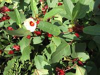 IMG_0062 Sorrel