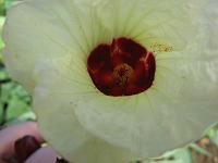 IMG_0064 Sorrel