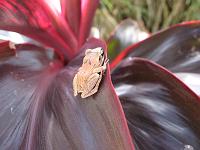 IMG_0072 The common Dominican tree frog is Eleutherodactylus martinicensis, related to the coqui of Puerto Rico.  They begin to peep around dusk.