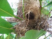 IMG_0076 Weaver bird's nest. The entrance is at the bottom, so this photo is looking up (note the bottom sides of the leaves).