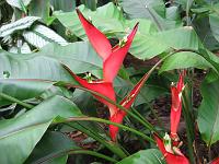 IMG_0101 Heliconia