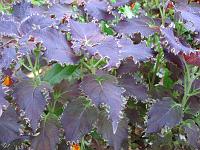IMG_0103 Plectranthus scutellarioides = Coleus blumei - usually just called coleus.