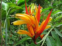 IMG_0105 Heliconia - possibly Heliconia psittacina or something similar (but resembles a Bird of Paradise).
