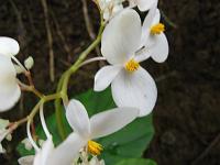 IMG_0109 Begonia, male flowers.