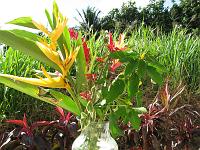 IMG_0118 Bouquet has Turnera ulmifolia, Heliconia sp., Alpinia purpurata, Pedilanthus tithymaloides.