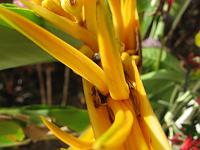 IMG_0119 Yellow Heliconia - maybe Heliconia psittacina var.
