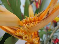 IMG_0122 Yellow Heliconia - maybe Heliconia psittacina var.