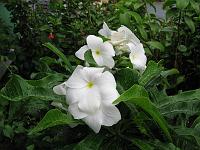 IMG_0206 Probably Brunfelsia lactea.