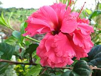 IMG_0269 Hibiscus sinensis - Chinese hibiscus.