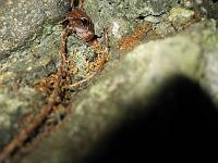 IMG_0279 Looks like a tree forg, but it's a wall frog. (Just kidding.)
