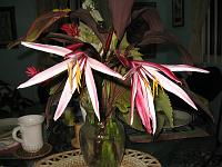 IMG_0285 Crinum lily.
