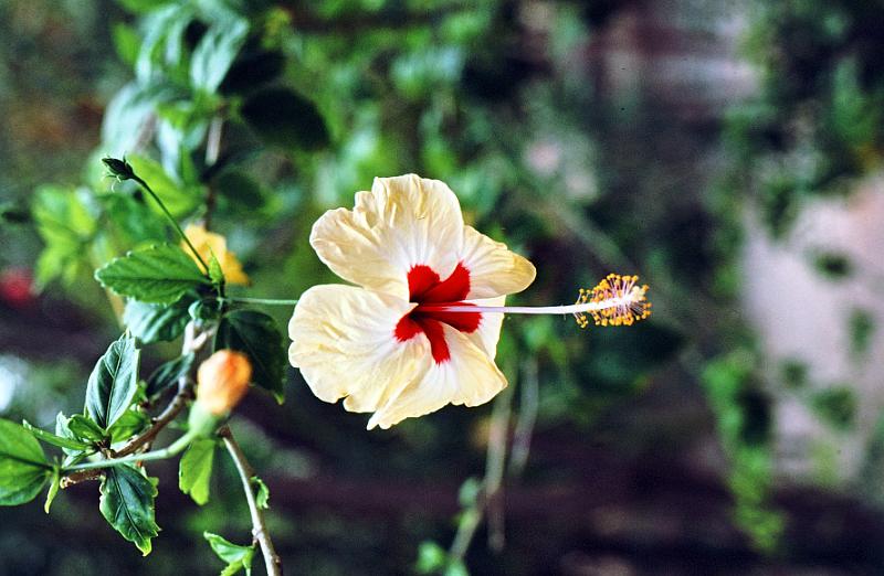 06-hibiscus Hibiscus - a hybrid cultivar (cultivated plant), very elegant, between Hibiscus rosa-sinensis and H. schizopetalus.  I wish to thank Professor Steven R. Hill, Plant Systematics, Division of Biodiversity and Ecological Entomology [DBEE], Illinois Natural History Survey for caption identifications in this slide show.