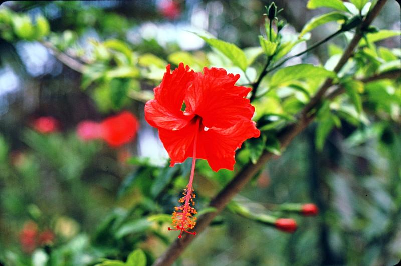 07-hibiscus Hibiscus  A more typical Hibiscus schizopetalus - but a selected cultivar.
