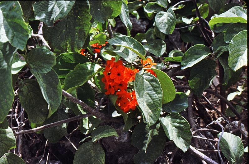 10 Cordia sebestena - Geiger tree
